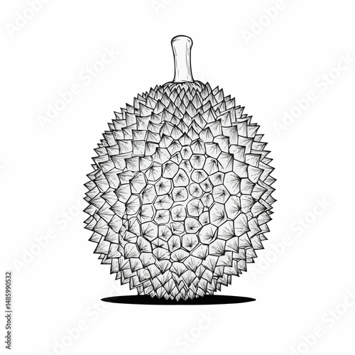 A spiky tropical fruit, monochrome sketch with a unique aroma and hard outer shell