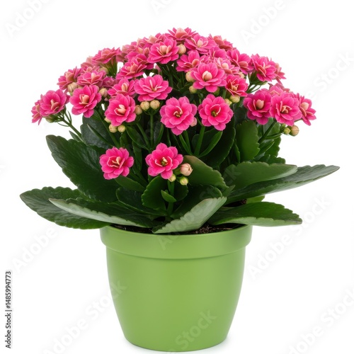 Wallpaper Mural Flaming katy in green pot isolated on white background. use cases: decoration, gift. Torontodigital.ca