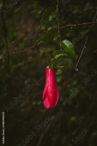 Flowers of Chile, national emblem Copihue
