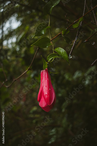 Flowers of Chile, national emblem Copihue