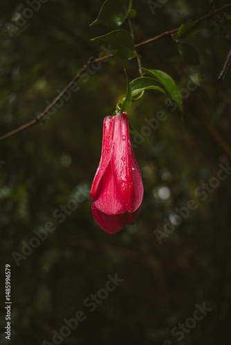 Flowers of Chile, national emblem Copihue