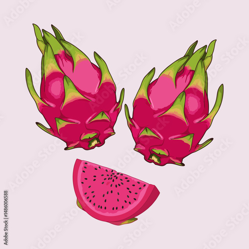 vector illustration of dragon fruit