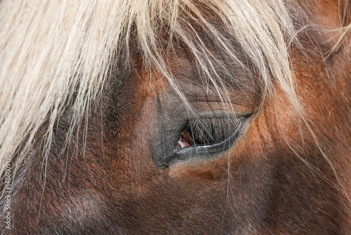 Nahes Portrait einer Comtois-Stute  photo