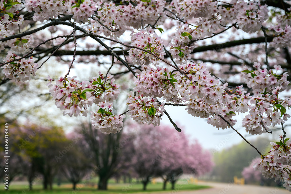 Obraz premium pink cherry blossom