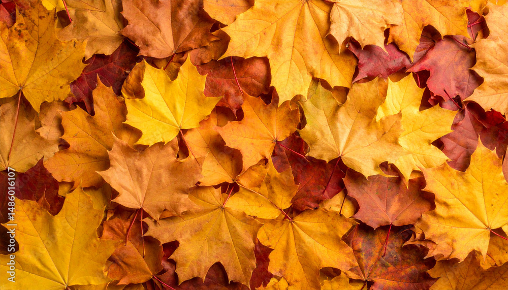 Obraz premium Colorful autumn leaves create vibrant carpet of fallen foliage, showcasing shades of yellow, orange, and red. This seasonal background evokes warm, inviting atmosphere