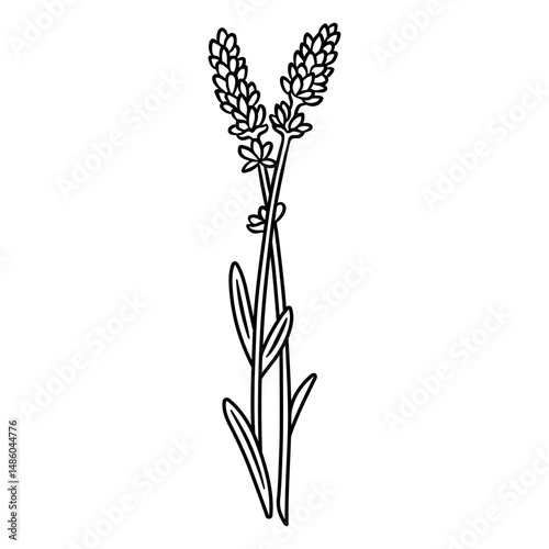 Lavender flowers stroke