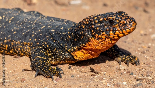 Close Up Of A Spotted Lizard On Sand photo