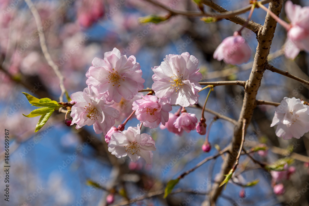 Obraz premium 桜の木の背景