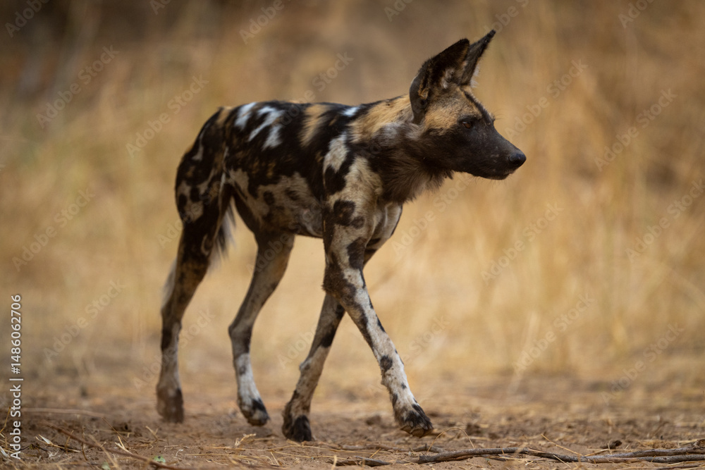 Fototapeta premium African wild dog walks across sandy ground