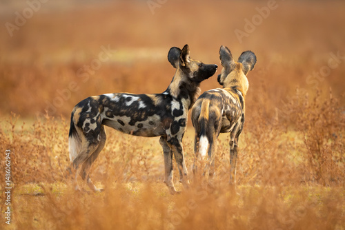 Canvas Print African wild dogs stand sniffing each other