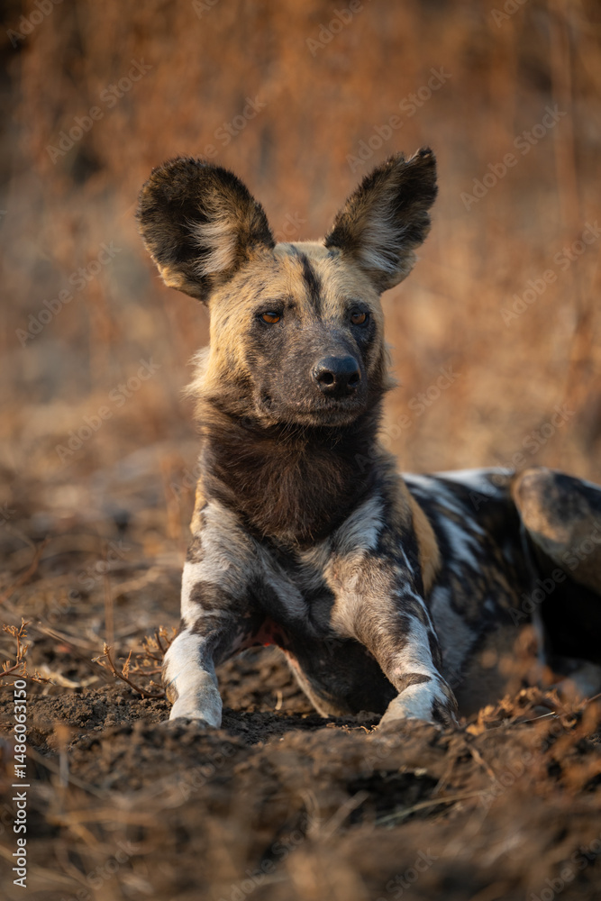 Fototapeta premium Close-up of African wild dog staring intently