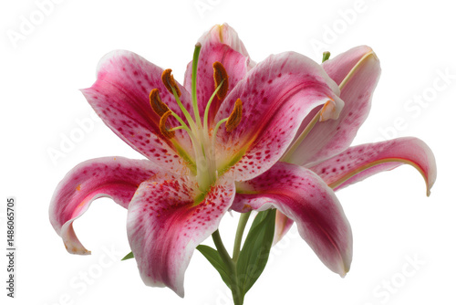 Stunning Pink Stargazer Lily Flower Close-Up