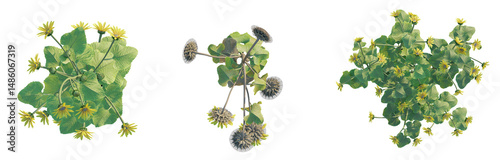 Helianthus annuus tree plan top view png 4k cutout transparent isolate