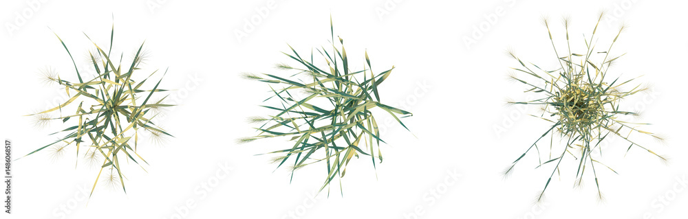 Fototapeta premium Triticum aestivum tree plan top view png 4k cutout transparent isolate