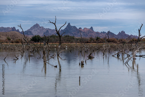 Mountains and dead trees reflected in calm water at Catfish Paradise in Havasu National Wildlife Refuge, Arizona.