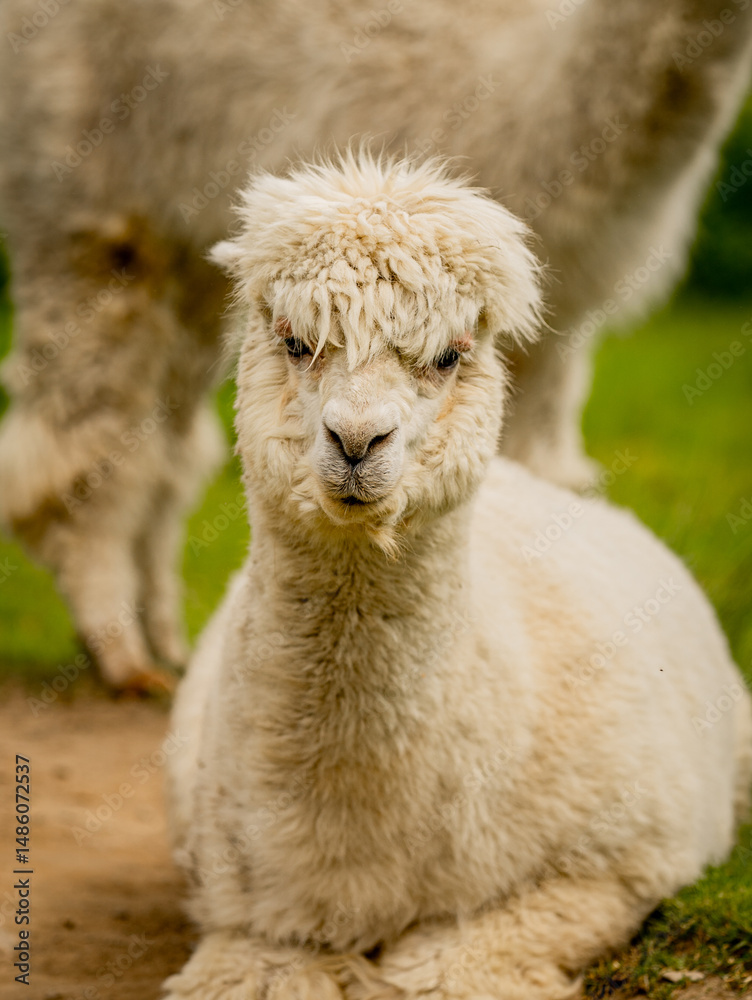 Obraz premium Alpaca laying down in the sand, white alpaca enjoying a sand bath during nice and sunny day.