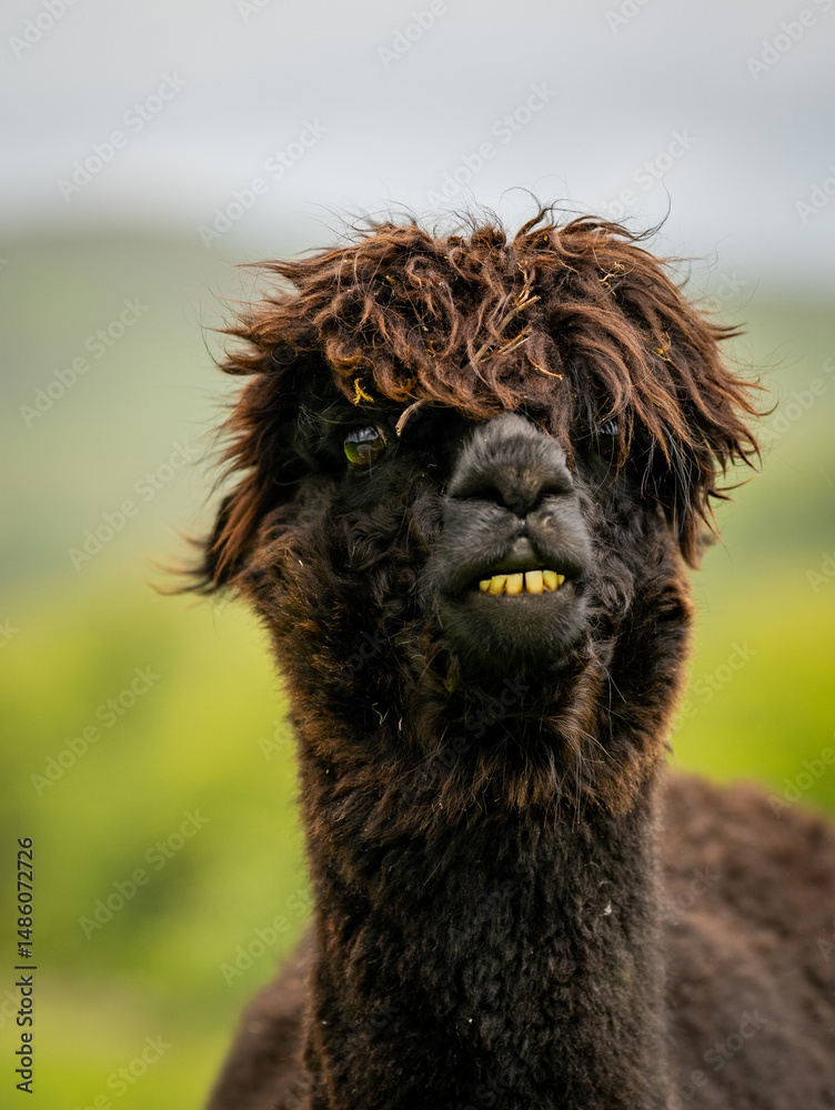 Obraz premium Cute dark brown alpaca portrait standing surrounded by green meadows. Curly chocolate brown haired adorable animal used for human therapy and wool.