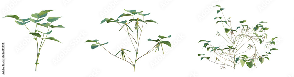 Fototapeta premium Vigna radiata tree png 4k cutout transparent isolate