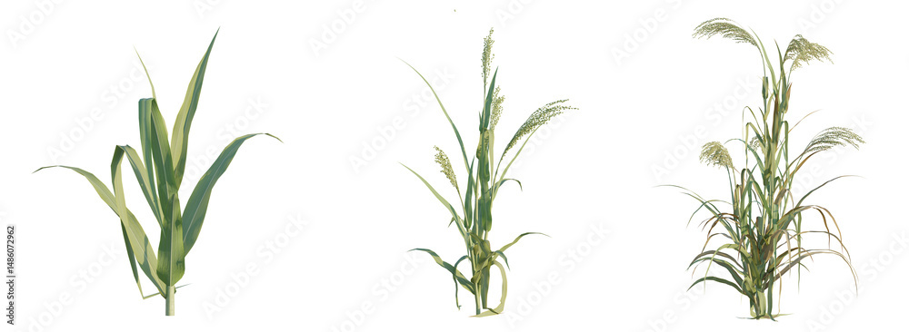 Obraz premium Panicum miliaceum tree png 4k cutout transparent isolate