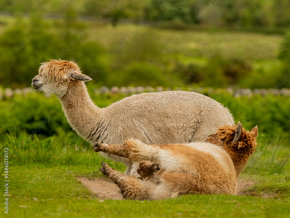 Fototapeta premium Alpaca laying down in the sand, brown alpaca enjoying a sand bath during nice and sunny day.