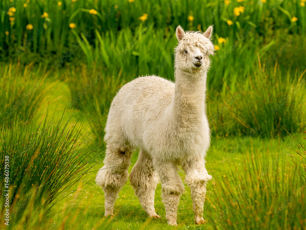 Fototapeta premium Creamy colour alpaca standing in the meadow surrounded by hills and trees. Freely grazing animal enjoying the weather and looking around. Alpacas are known for animal-assisted therapy or pet therapy