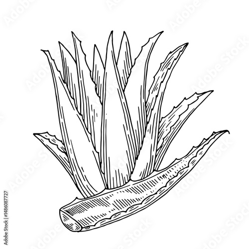 Aloe vera botanical drawing composition in sketch style. Hand drawn of Aroma and Cosmetic ingredient. Isolated hand drawn vector illustration. Aloe plant concept.