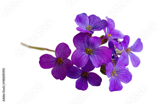 Vibrant Purple Flowers A Close-Up Shot of Delicate Blooms