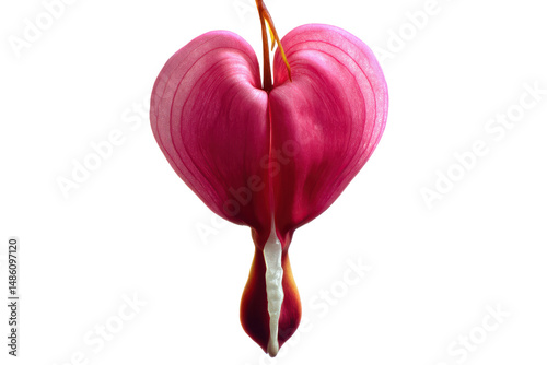 Stunning Close-Up of a Bleeding Heart Flower Pink Petals and Unique Shape photo
