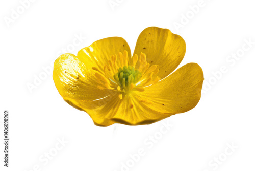 Vibrant Yellow Flower Blossom Close-Up Macro Photography