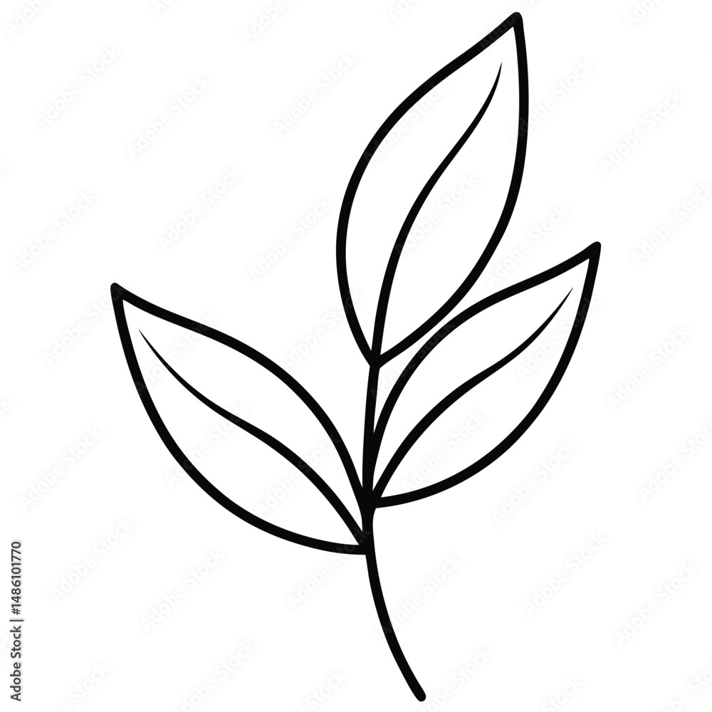Obraz premium Bay Leaf Stem Detailed Sketch line art vector