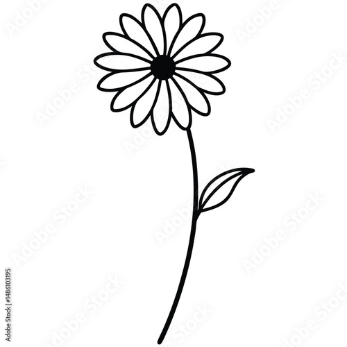 Chamomile Flower and Stem Sketch line art vector