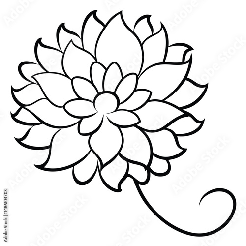 Chrysanthemum with Curly Petals line art vector