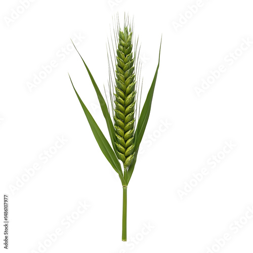 Single stalk of green wheat with immature grains and long leaves, isolated on transparent background. The image is sharply focused with bright, even lighting, showing detail in the grains and leaves.