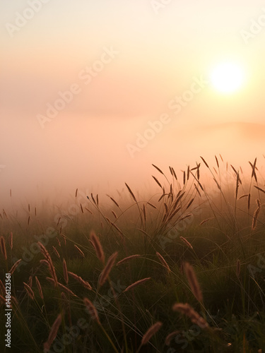 Delicate mist settling over a sunbaked meadow inspires serene outdoor landscapes and artistic photographic compositions