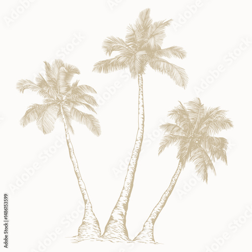 Elegant Palm Tree in Line Art Style. Minimalist botanical vector perfect for prints, branding, packaging, and modern design projects.
