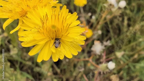 Close up observation of a bee pollinating bright yellow wildflowers in a sunny field during springtime