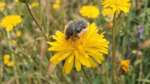 Close encounter with a bumblebee foraging on vibrant yellow wildflowers in a sunny meadow