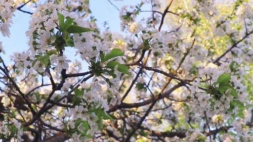 Slow motion footage of the apple tree blooming with the flowers. Season