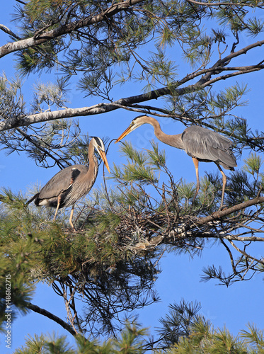 Great Blue Heron family building their nest, Canada