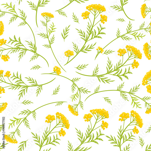 seamless texture with tansy blooming plants herbs