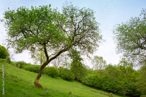 Green grass field lawn with trees and against blue sky.