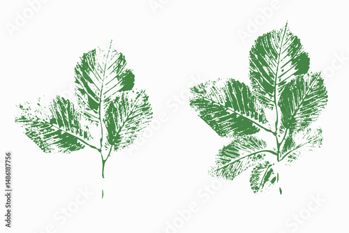Natural leaves imprint, Grunge style, Vector, Isolated, Decorative elements for design