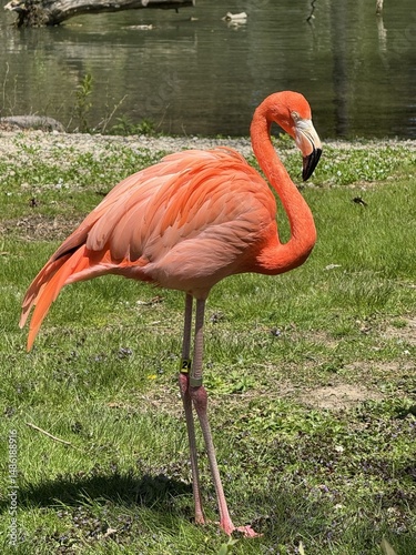 pink flamingo in the Milwaukee Zoo