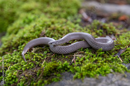 Smooth Earth Snake