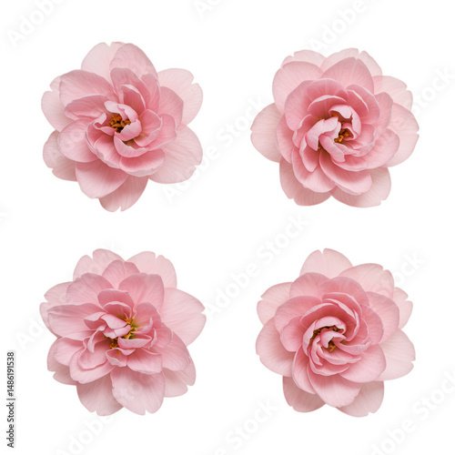 Wallpaper Mural Four Pink Camellia Flowers Isolated on Transparent Background Torontodigital.ca