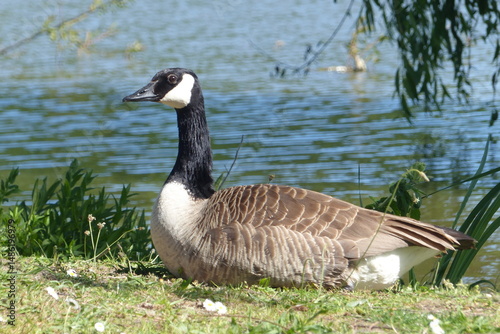 Oie noire, Bernache du Canada (Branta canadensis) est une espèce de grands oiseaux de la famille des anatidés