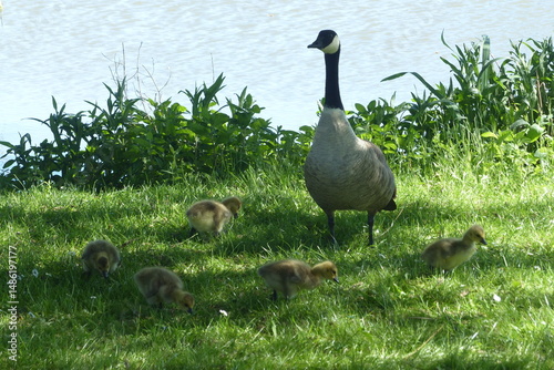 Oie noire, Bernache du Canada (Branta canadensis) est une espèce de grands oiseaux de la famille des anatidés