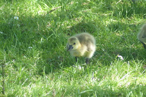 Oie noire, Bernache du Canada (Branta canadensis) est une espèce de grands oiseaux de la famille des anatidés