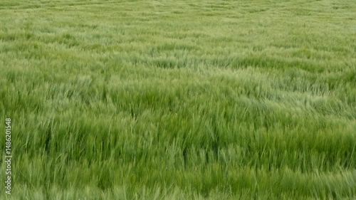 a waving grain field, green barley (Hordeum vulgare) in strong wind, stormy