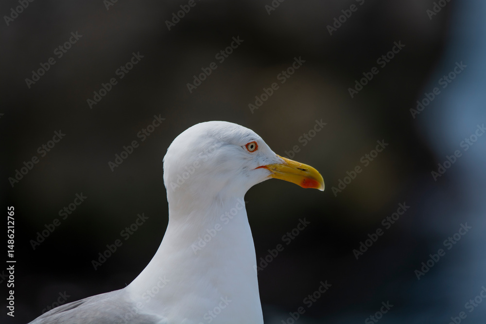 Obraz premium close up of a seagull